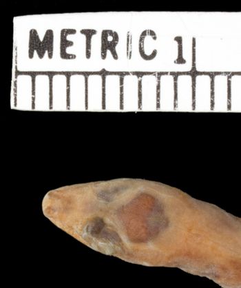 Media type: image;   Herpetology R-21940
